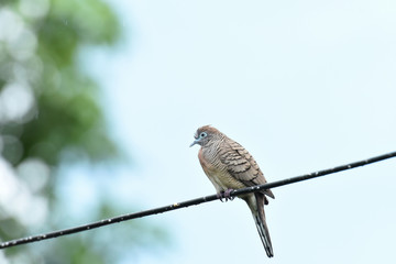 Zebra dove