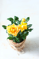 Yellow mini rose bush isolated on white background. Gardening, flowers.