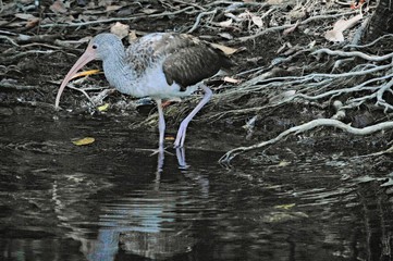 heron in swamp