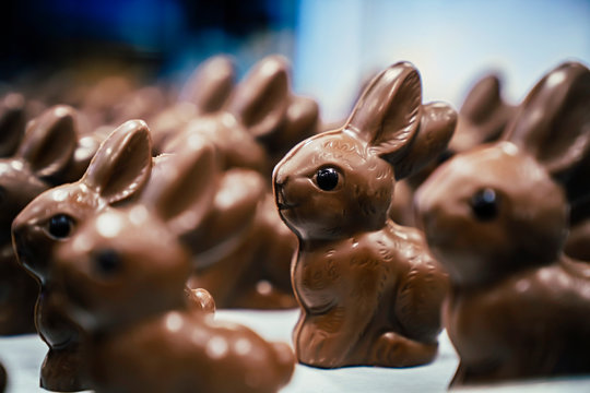 An assortment of chocolate bunnies