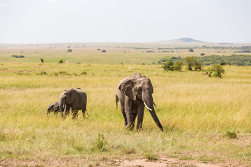 Fototapeta premium Elephants who walk on the savanna