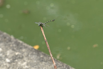 Dragonfly