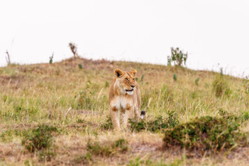 Lioness standing and scouts in the savannah