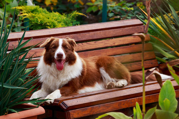 Dog breed Border Collie