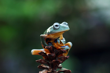Javan tree frog on flowers, tree frog on flower