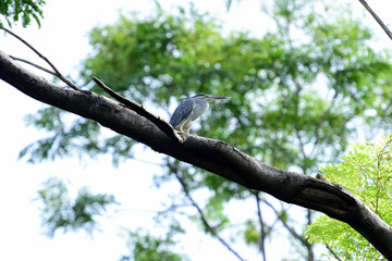 Obraz premium Adult striated heron