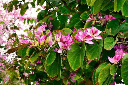 Spain, Canary Islands, Tenerife, Puerto de la Cruz