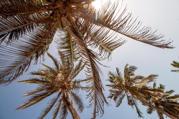 Fototapeta na wymiar Palmen vor blauem Himmel