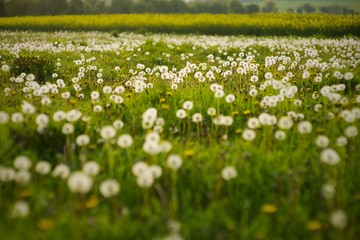 Dandelions in a wild meadow in southern England