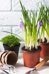 spring flowers with garden tools.