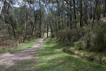 Bush Path
