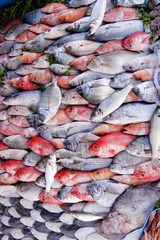 SELECTION OF FRESH FISH