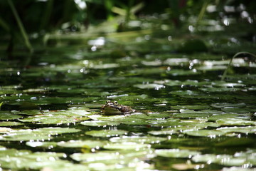 Grenouille et nénuphars