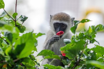 Affe isst eine Blüte in Kenia