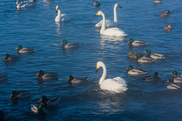 Beautiful white whooping swans swimming in the nonfreezing winter lake. The place of wintering of swans, Altay, Siberia, Russia.