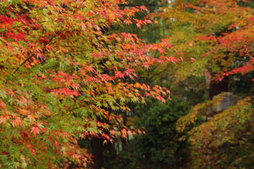寺の境内で見つけた鮮やかなカエデ樹林