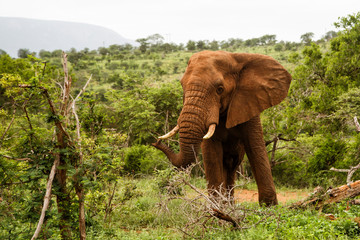 Fototapeta na wymiar Elephant bull eating in Zimanga Game Reserve - South Africa