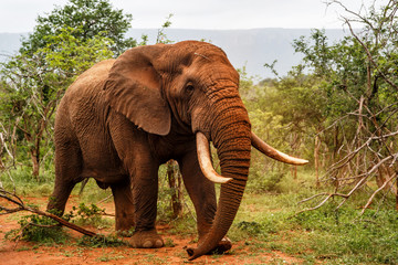 Fototapeta na wymiar Big Elephant bull walking in Zimanga Game Reserve - South Africa