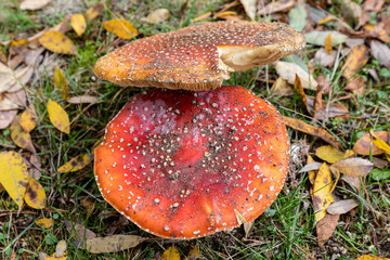 Wild mushrooms in the fields of the mountains of Madrid