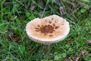 Wild mushrooms in the fields of the mountains of Madrid