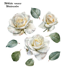 Flowers set of watercolor white roses and leaves