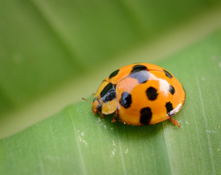 Ladybug yellow on a green leaf background in nature at Thailand, Variable Ladybird Beetles - Coelophora inaequalis