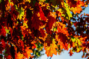 Yellow And Orange Autumn Tree Leaves In Fall Season