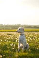 Fototapeta premium Friendly labradoodle dog waiting in open field of scattered clovers.