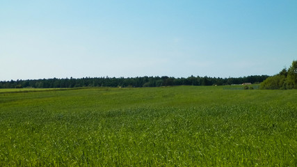 Green field in Kashubian village.