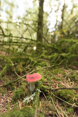 Mushrooms growing in the forest woodlands of Wales