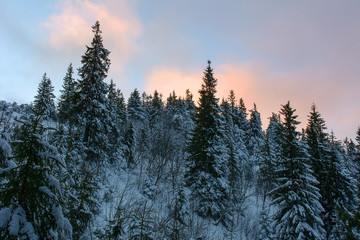 Frosty Winter Evening in the Mountains
