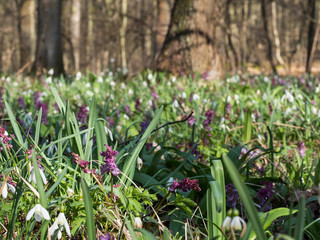 Corydalis flower and snowdrop flowers growing in spring forest