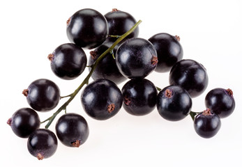 SPRIG OF BLACKCURRANTS