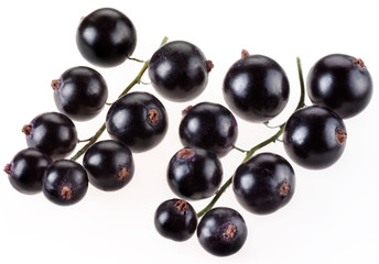 SPRIG OF BLACKCURRANTS