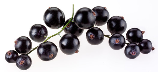 SPRIG OF BLACKCURRANTS