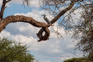 Reiher in Baumkrone in Kenia