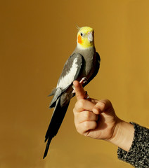gray parrot ockatiel, yellow head, orange cheeks.