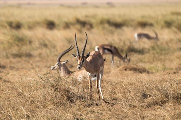 Gazellen im Amboseli Nationalpark in Kenia