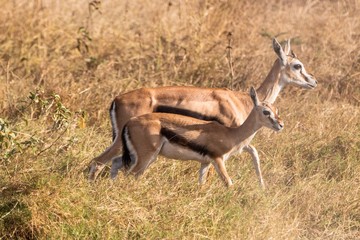 Thomson-Gazelle im Amboseli Nationalpark in Kenia