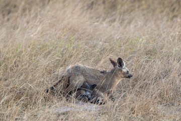 Hyäne mit Nachwuchs in Kenia