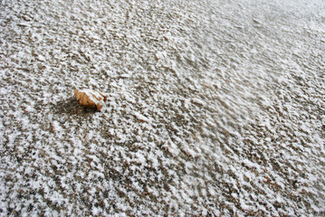 First snow. Yellow leaves under the snow on the asphalt