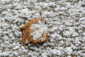 First snow. Yellow leaves under the snow on the asphalt