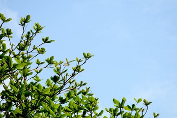 green tree branch on blue sky background
