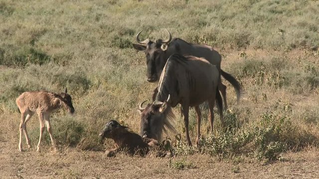 Blue Wildebeest (Connochaetes taurinus)  female with her newborn calf trying to get up, other calf with his mother are coming to watch