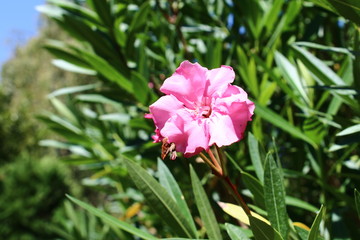 Fleur jaune dans le laurier