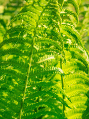 Grüne Blätter, Nahaufnahme