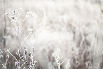 Frozen flowers on a meadow 