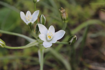 Fototapeta premium Flower in the Reserve Askania Nova, Ukraine