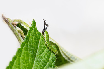 Caterpillar of Tabby butterfly  (Pseudergolis wedah) on its host plant leaf