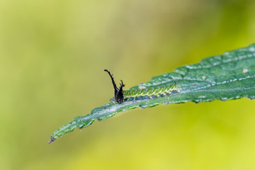 Caterpillar of Tabby butterfly  (Pseudergolis wedah) on its host plant leaf